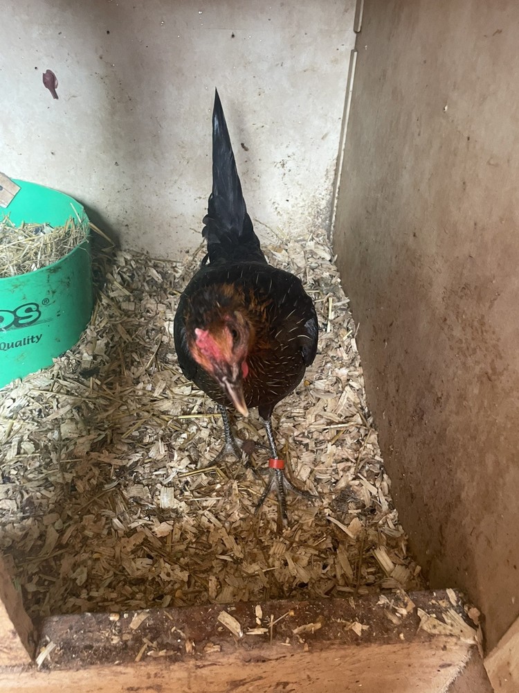 Chicken Hatching Eggs