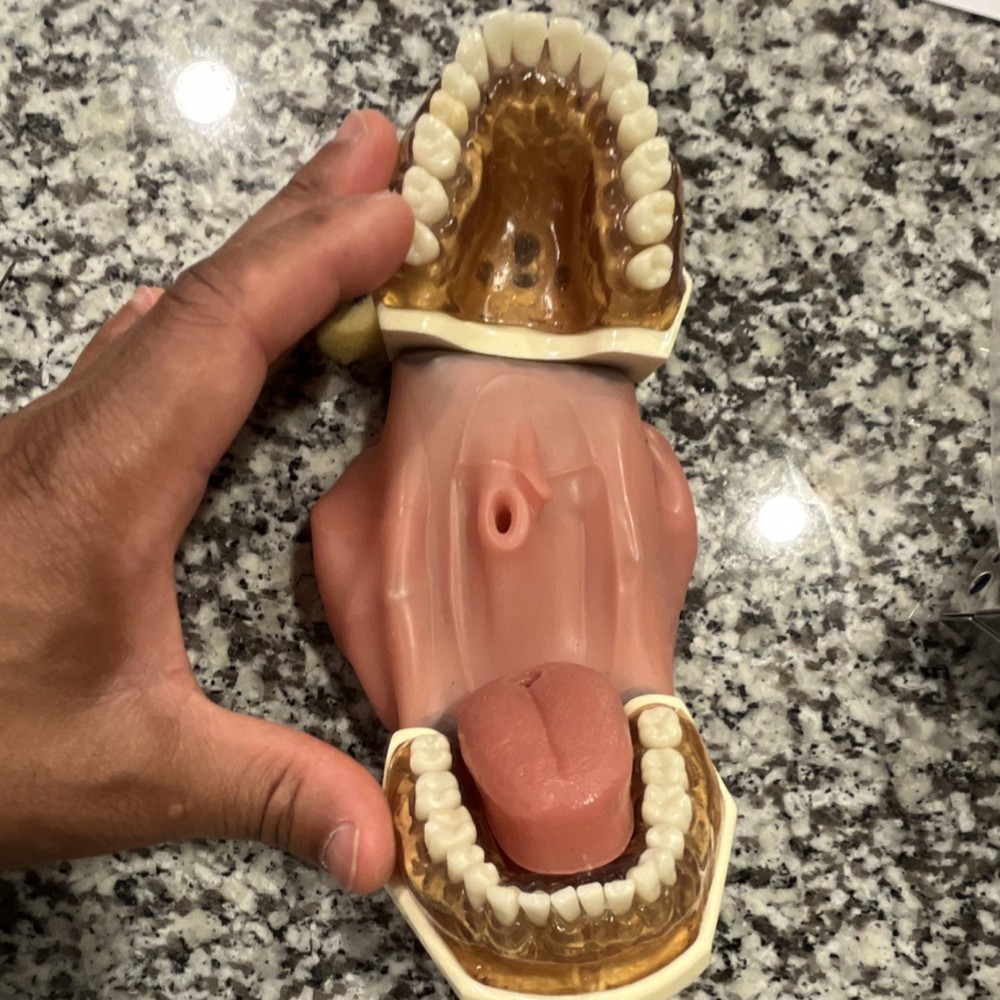 Dental Typodont Model with Gingiva and Teeth for Training and Practice