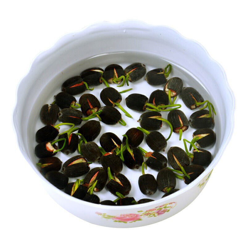 30/90Pcs Seeds Lotus Mix Flower Seed Hand Picked Aquatic Plants Water Garden US