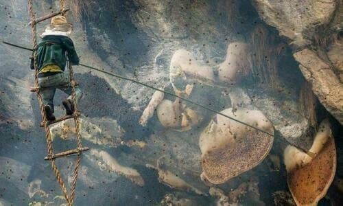 Wild Himalayan Honey Red Honey Nepal Honey 150 Gram From Lumjang Nepal Honey