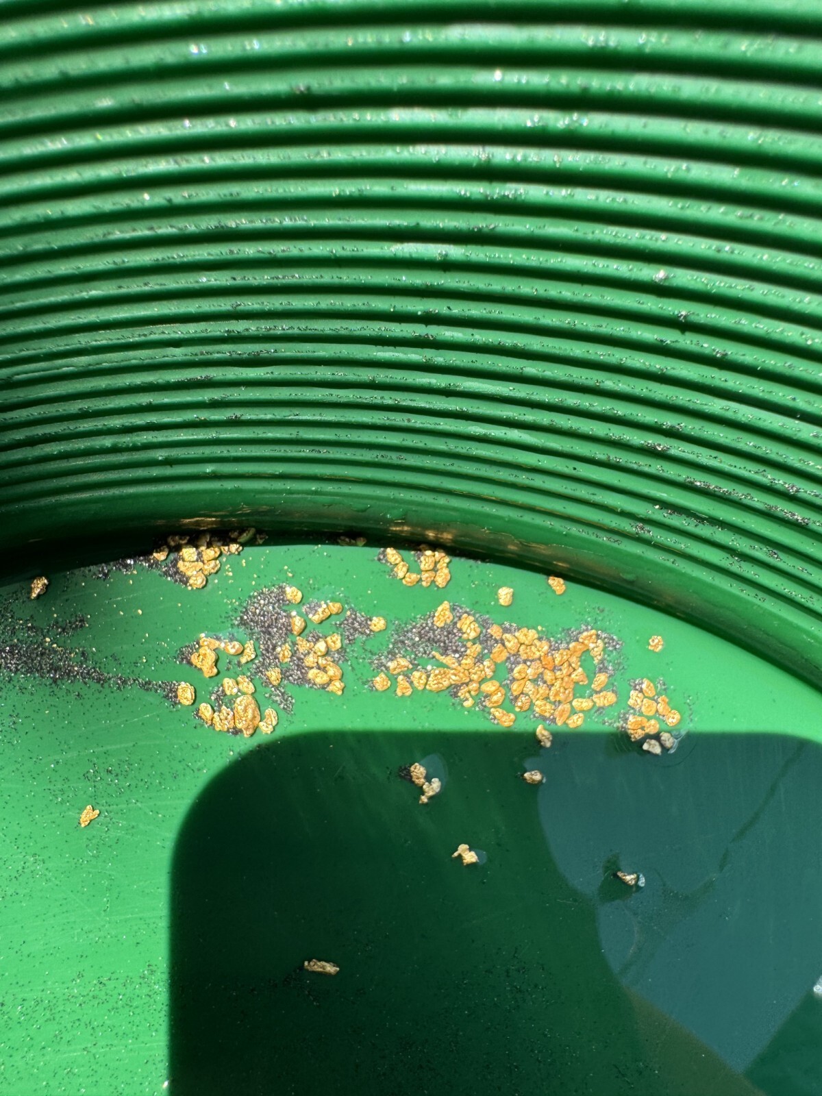 Yuba River Gold Unsearched Paydirt Plus Added Gold Straight from the River rich