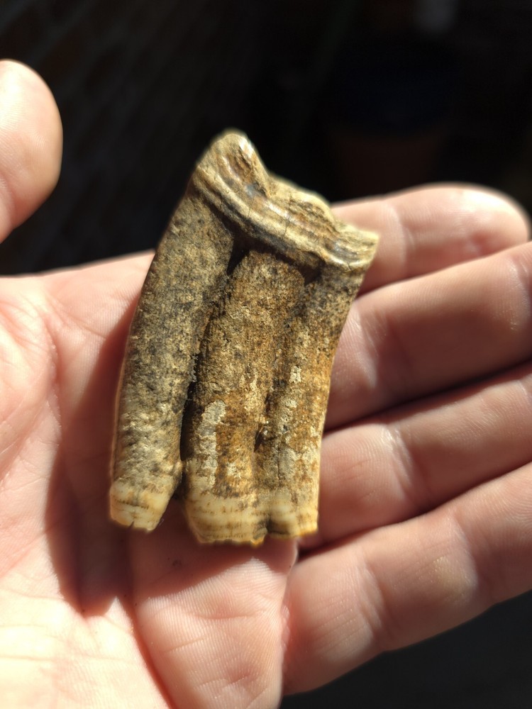 Horse Tooth