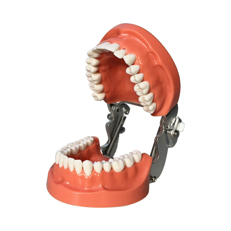 Dental 32PCS Teeth Model With Removable Teeth Training With a screwdriver