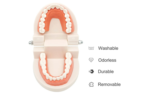 Dental Demonstration Standard Adult Teeth Model