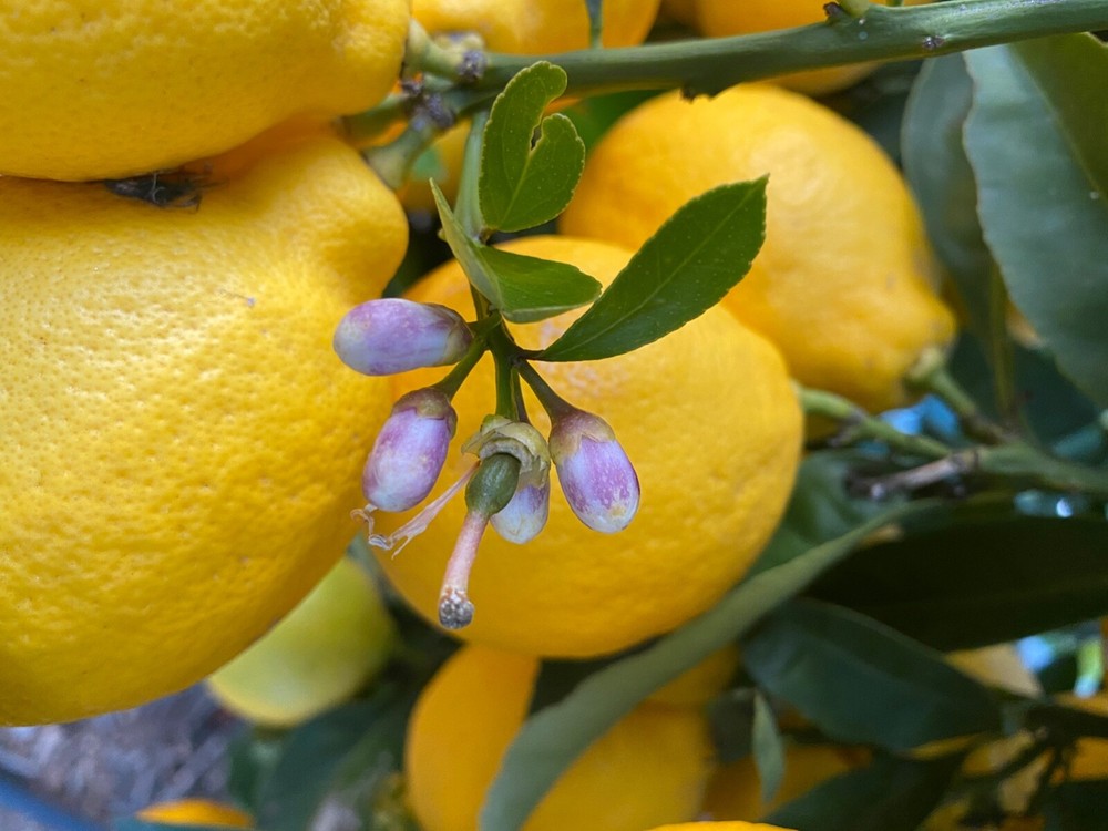 lemon meyer 