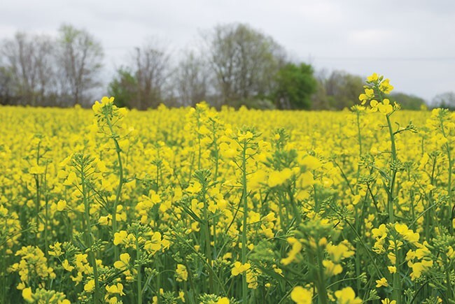 Potassium sulfate GRANULAR SOP Sulfate of Potassium Fertilizer 0-0-50 FAST SHIP