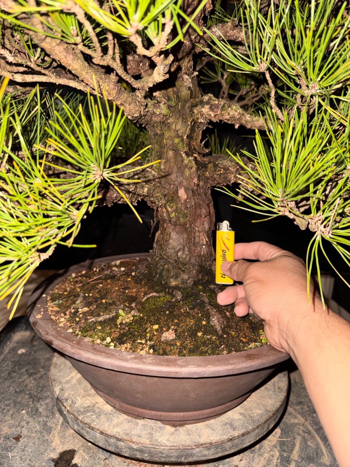 Japanese Black Pine, Bonsai Tree. Outdoor Evergreen.