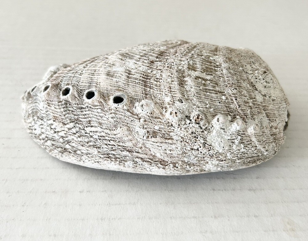 Large Natural Abalone Shell