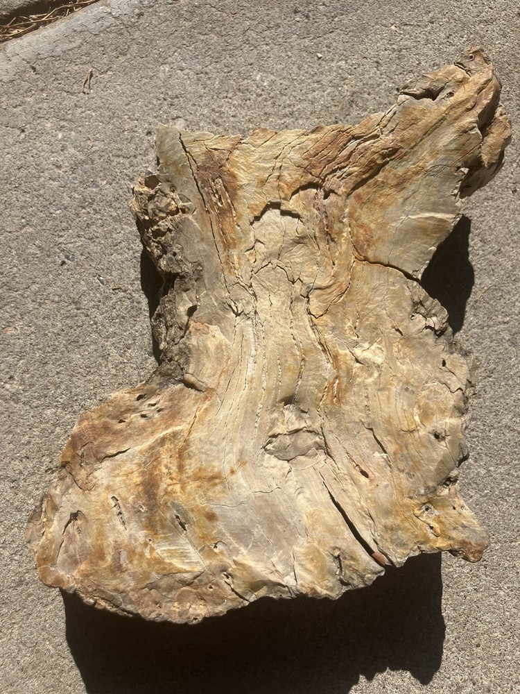 Petrified Wood Specimen