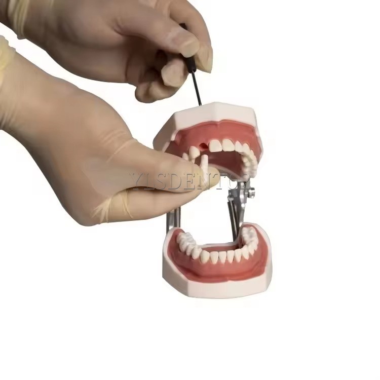 Standard Tooth Model Clinic Use High Quality Human Teeth Teaching Model