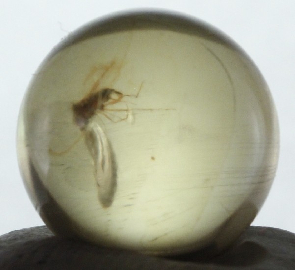 ++ FLY in Mexican Amber Sphere 12mmd ++