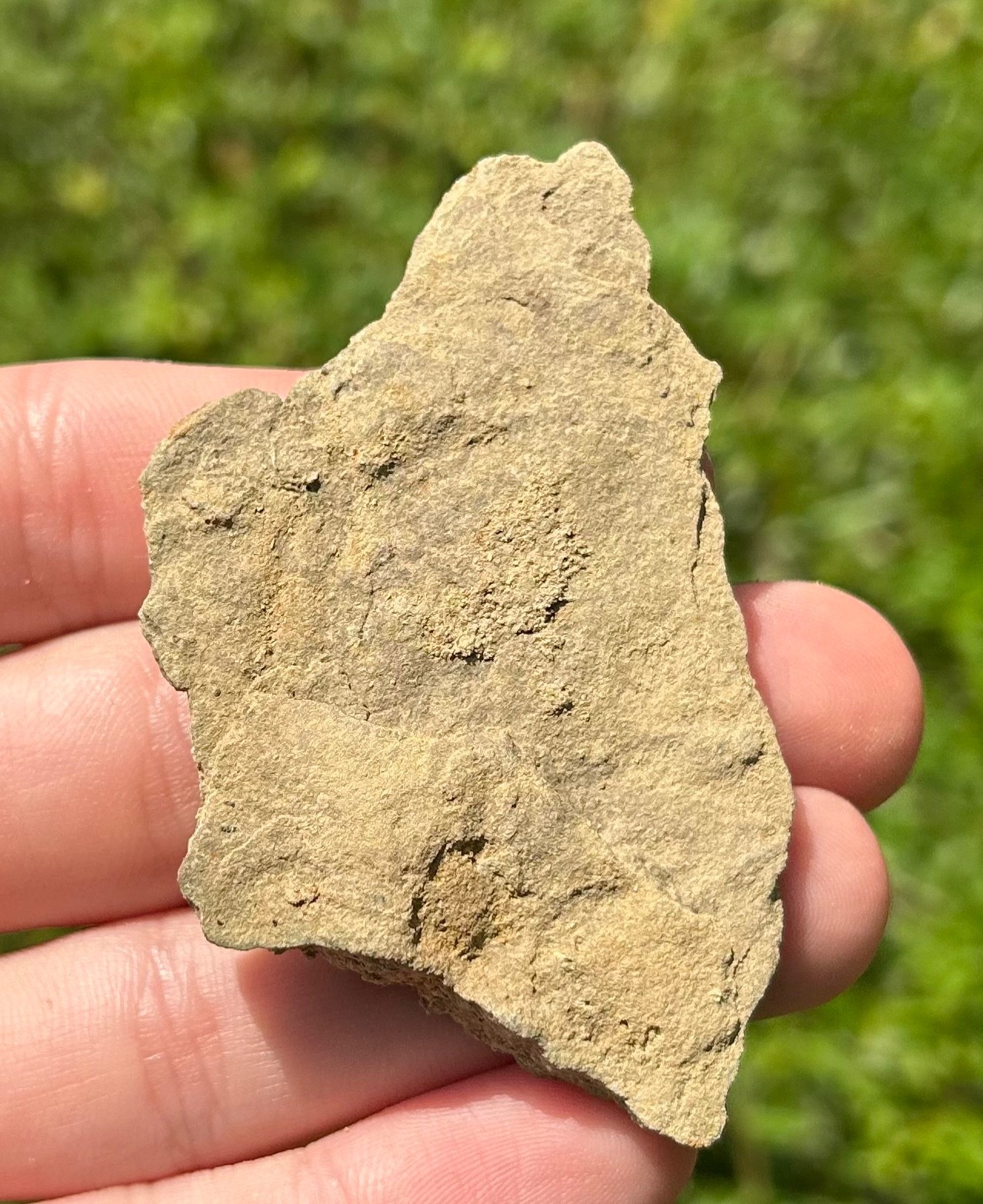 Alabama Fossil Starfish Cast Mississippian Age Bangor Limestone Formation