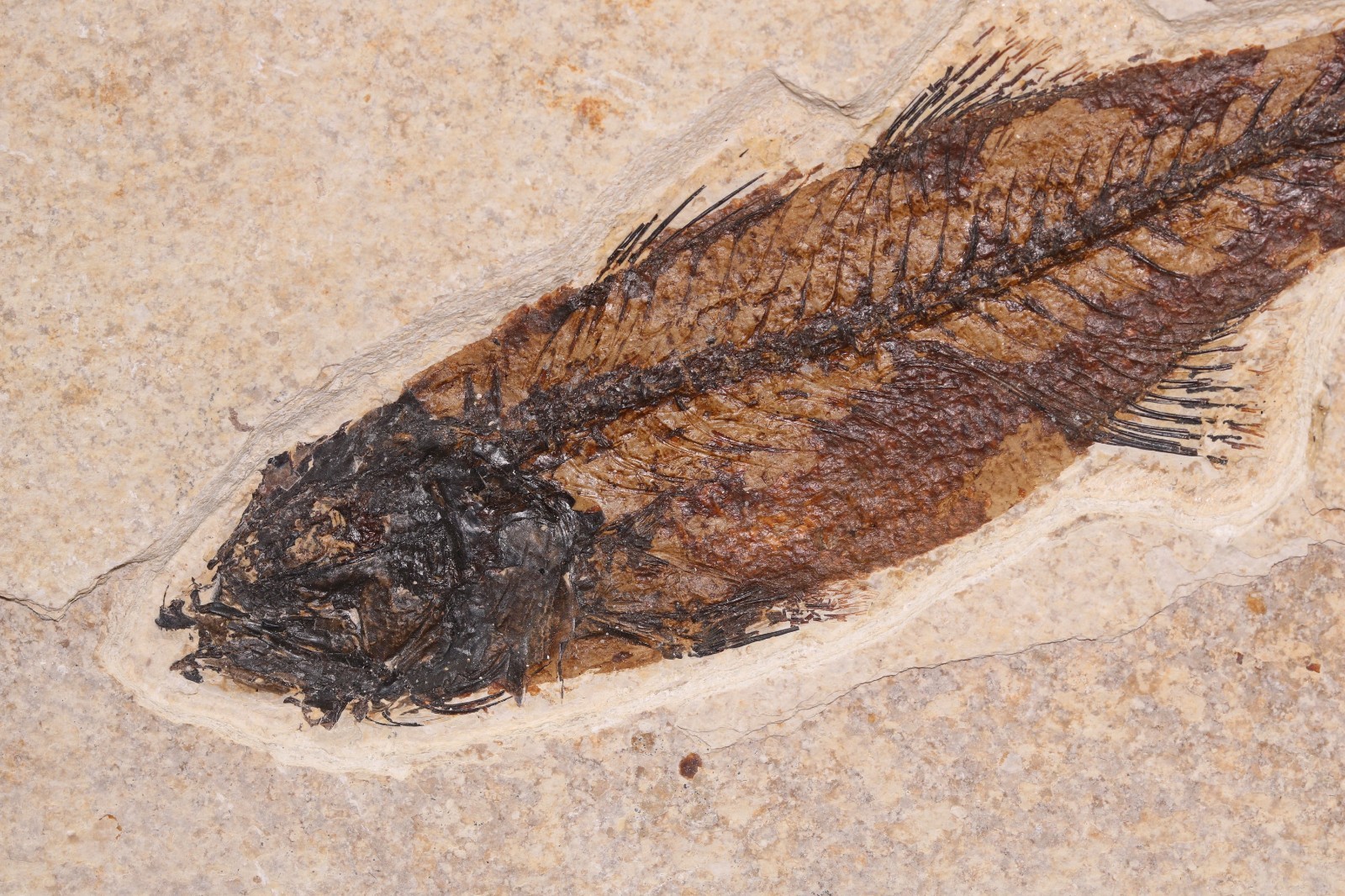 5.2" Mioplosus Fossil Fish Fossil Lake Green River Fm Wyoming WY COA 11858