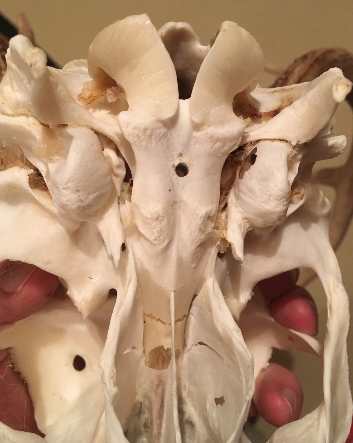 European Deer Skull Mount Wall / Table Pedestal Plaque Burned Pine Arrowhead