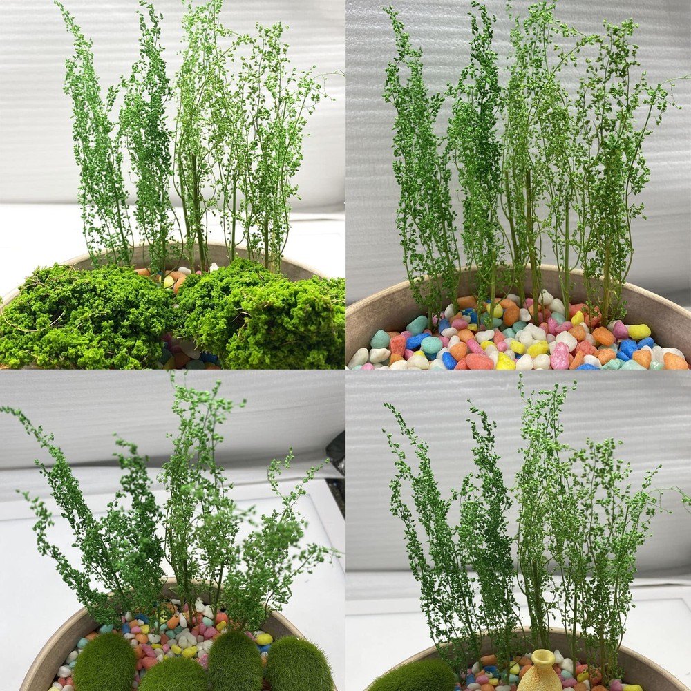 Miniature Shrubs Model Bushes Long Shrub Vegetation Groups Static Grass Tuft ...