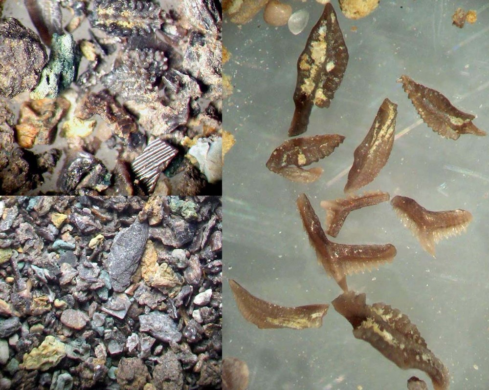 Devonian to Pennsylvanian conodonts microfossil matrix collection 6 conodont