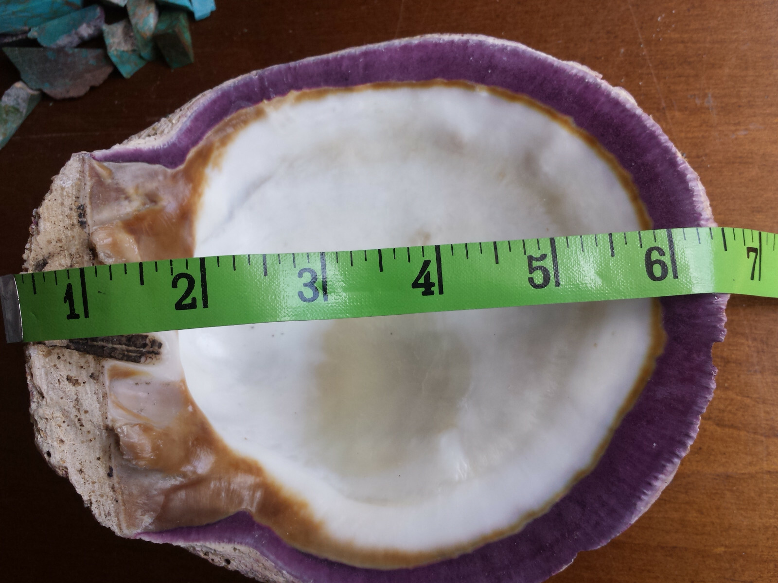 Spiny Oyster Purple Half Shell approx. 5  inch  QUANTITIES AVAILABLE