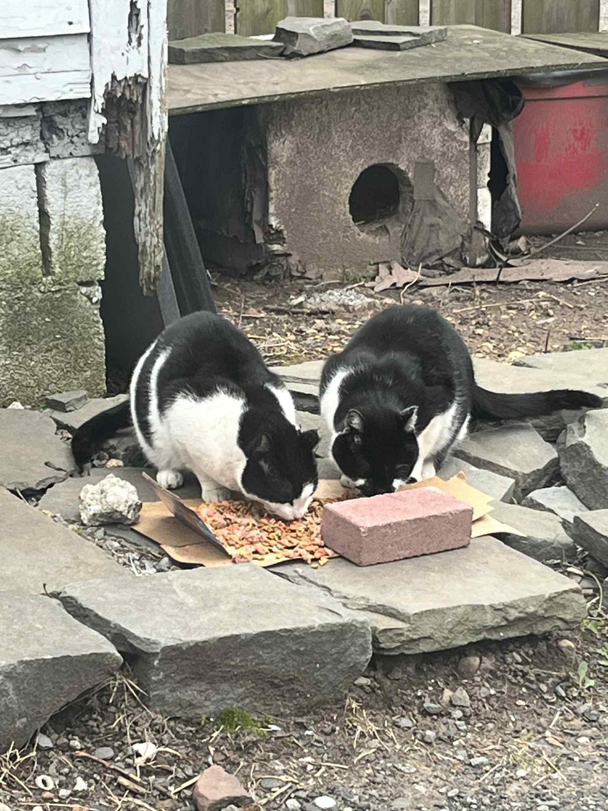 Campo del Cielo Meteorite Slabs – Lot of 2 – Authentic Iron Meteorites – Charity