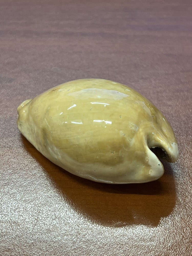 Fossilized Extinct COWRIE Shell From Central Florida, Pliocene Era.
