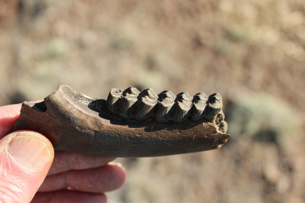 FOSSIL Partial Deer Jaw ( Small Deer?) - Superb Display Specimen - North FL.