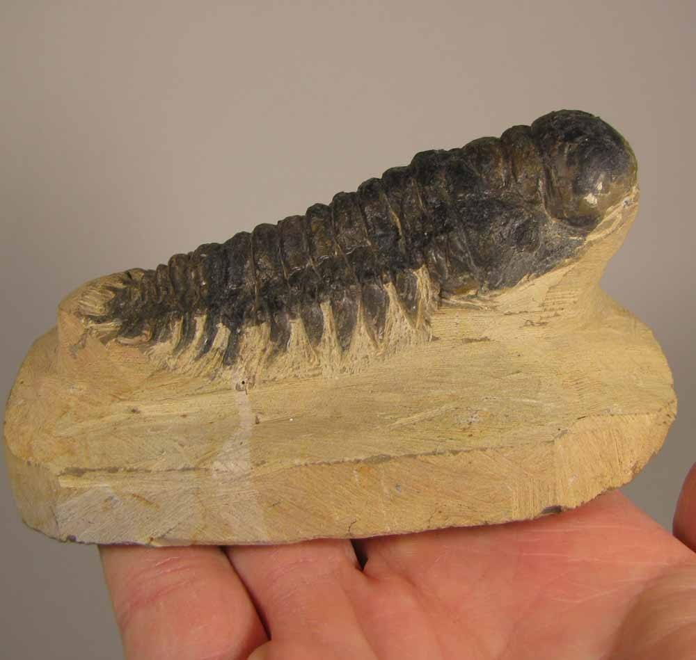 3.4" Crotalocephalus Gibbus TRILOBITE Fossil on Matrix - Devonian Age - Morocco