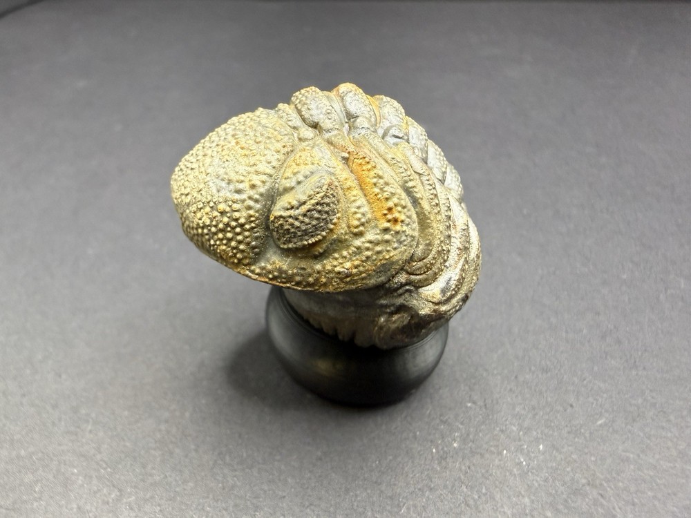 Enrolled Moroccops Trilobite