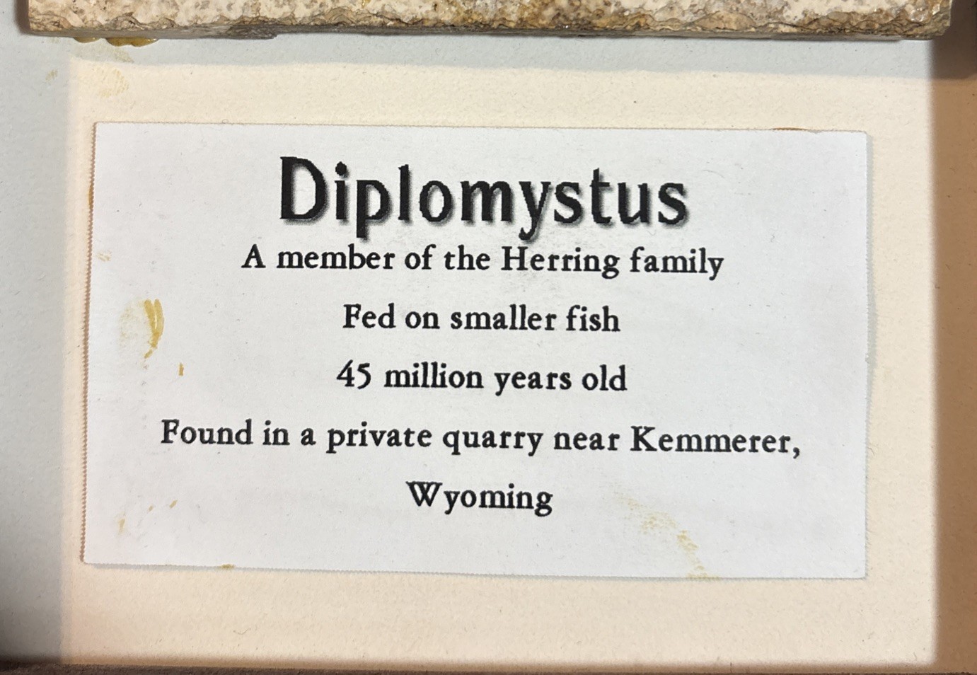 Framed Diplomystus Fish Fossil~Herring Family~Kemmerer, Wyoming USA