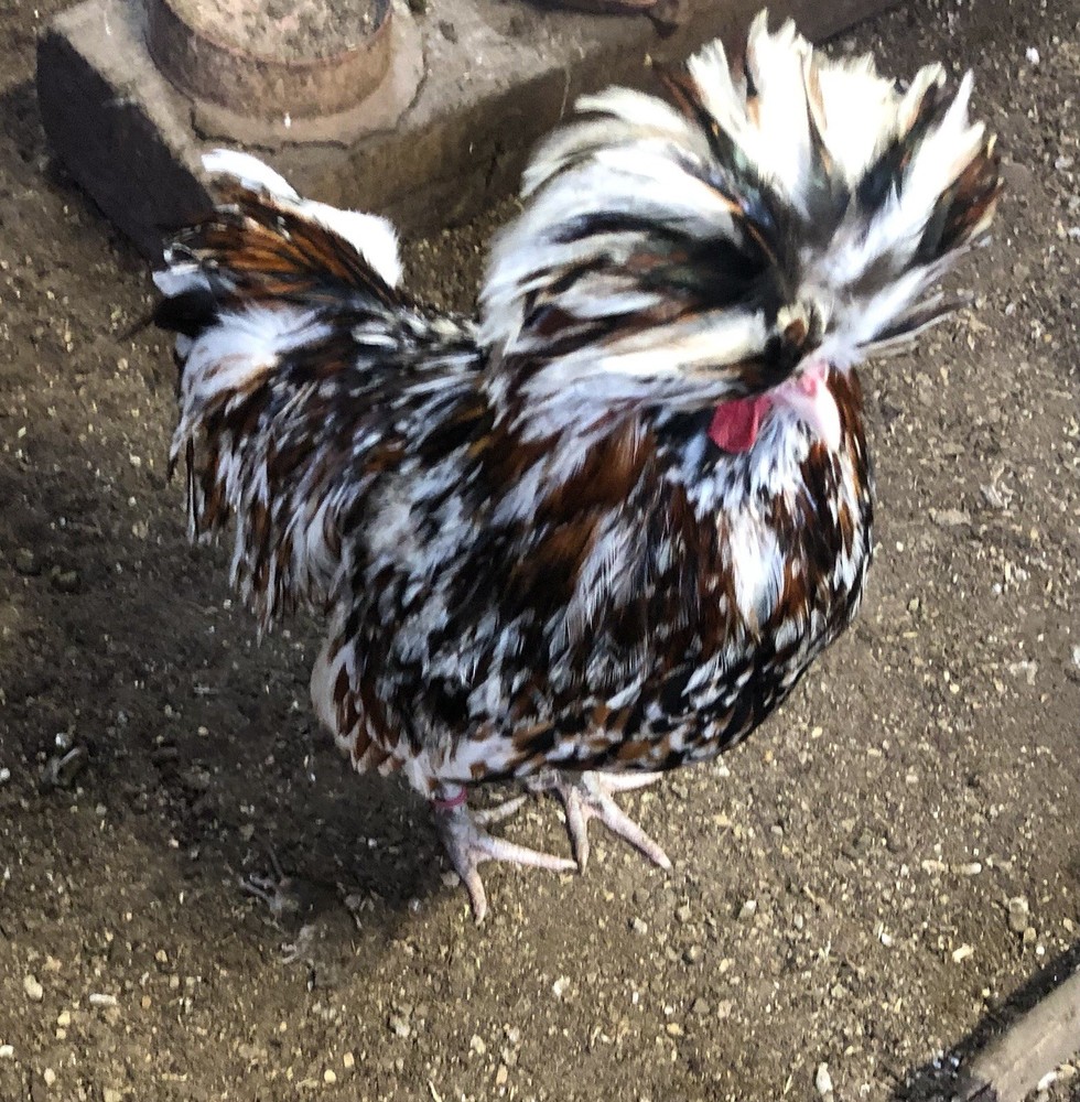 polish frizzle hatching eggs 15+ NPIP