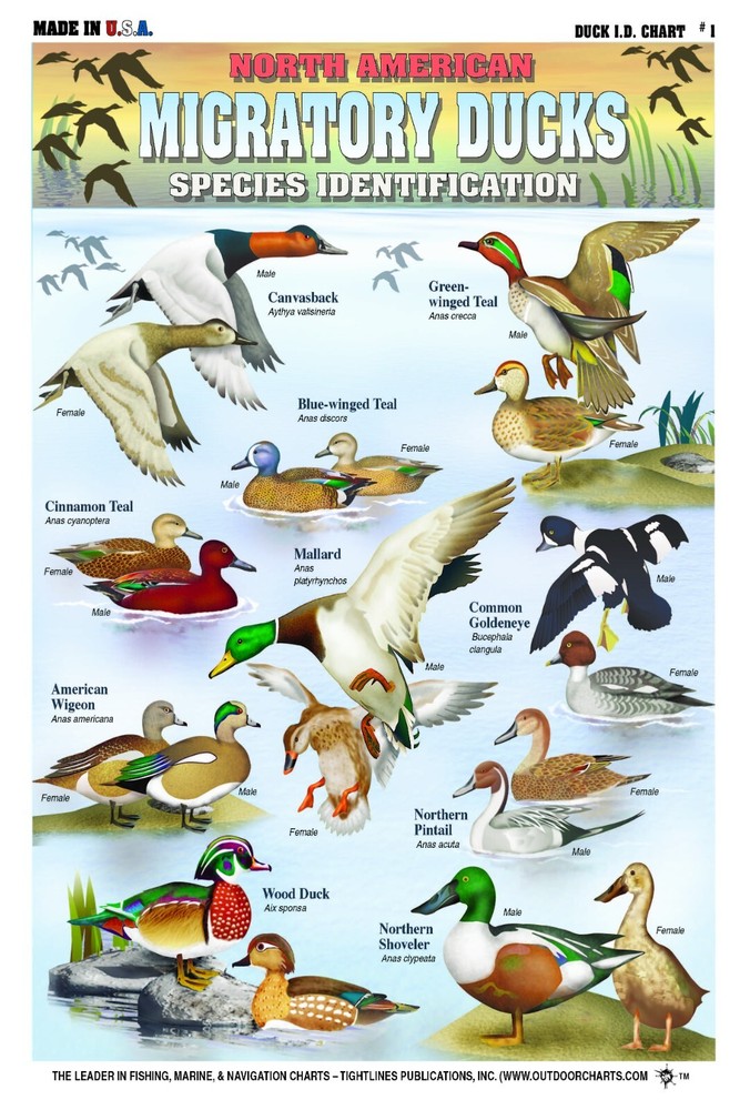 Duck Identification #1 (North American Ducks) - Waterproof Quick Reference Guide