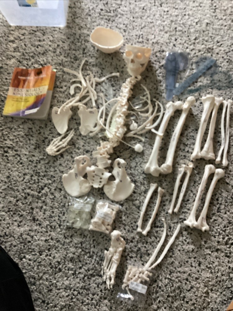 SKELETAL SYSTEM COMPLETE MODEL UNIVERSITY QUALITY REALISTIC