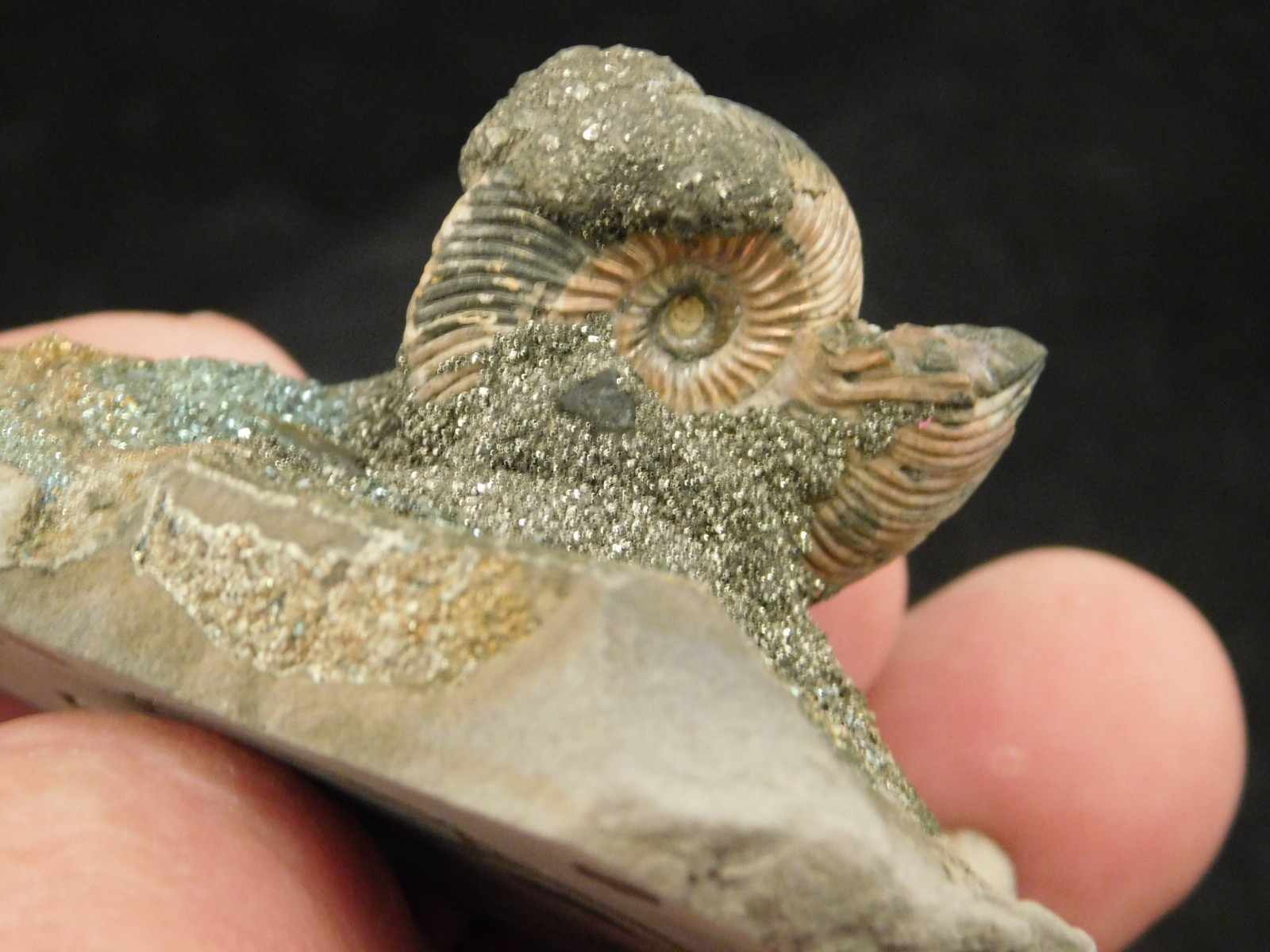 IRIDESCENT AMMONITE Fossil on Rainbow PYRITE! Volga River Saratov Russia 68.8gr