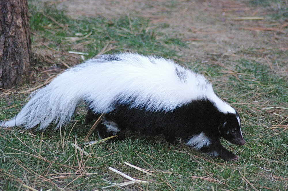 Skunk Taxidermy Reference Photo Cd