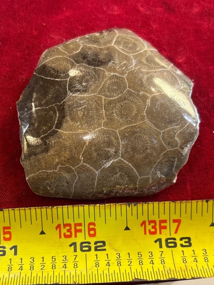 Petrified Coral End Polished