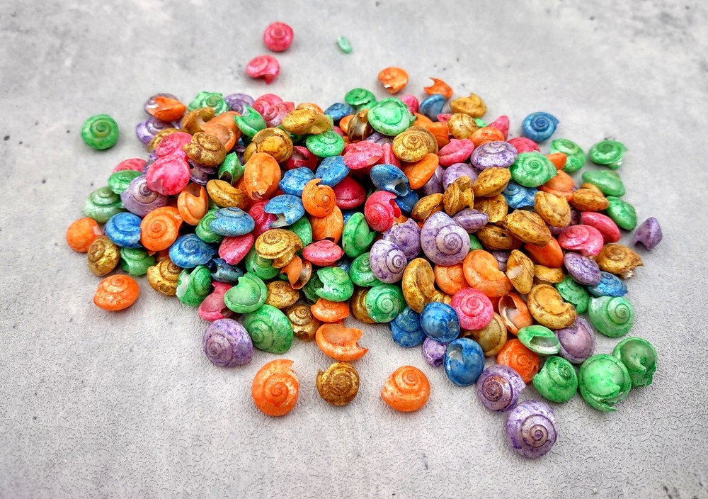 Rainbow Umbonium Shells Dyed Shells (approx. half cup 210+ shells 0.125+ inches)