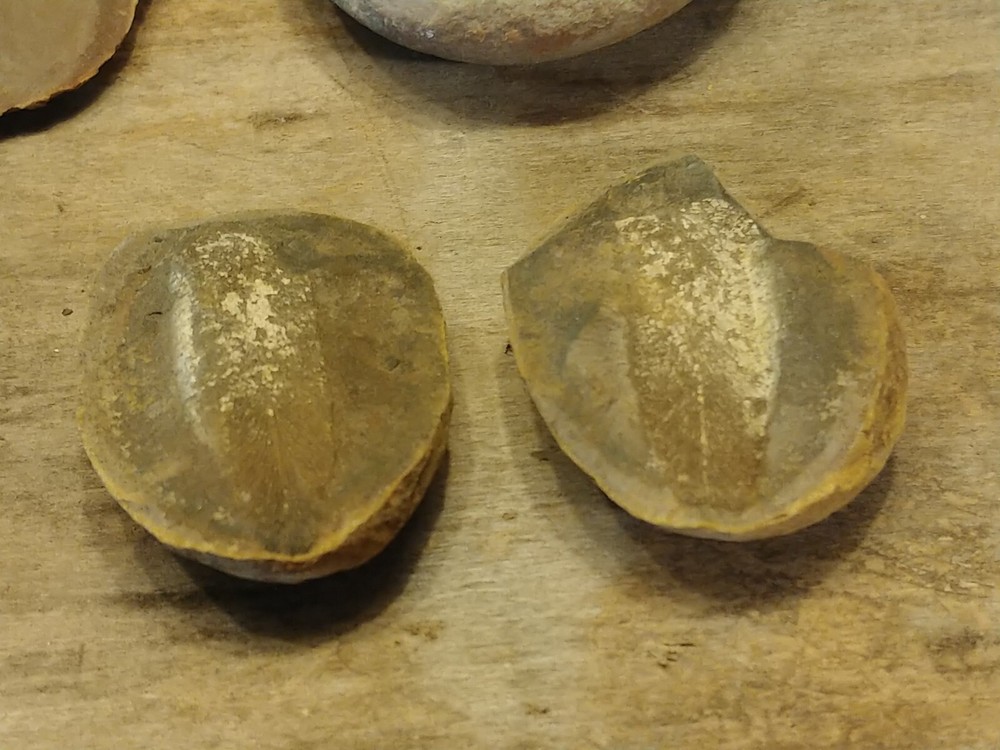 Fossil Lot 24 Total Pieces