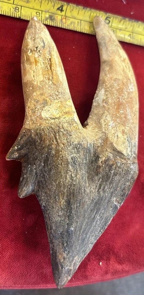 5” Basilosaurus Tooth 40-34 Mil Yrs Old Late Eocene