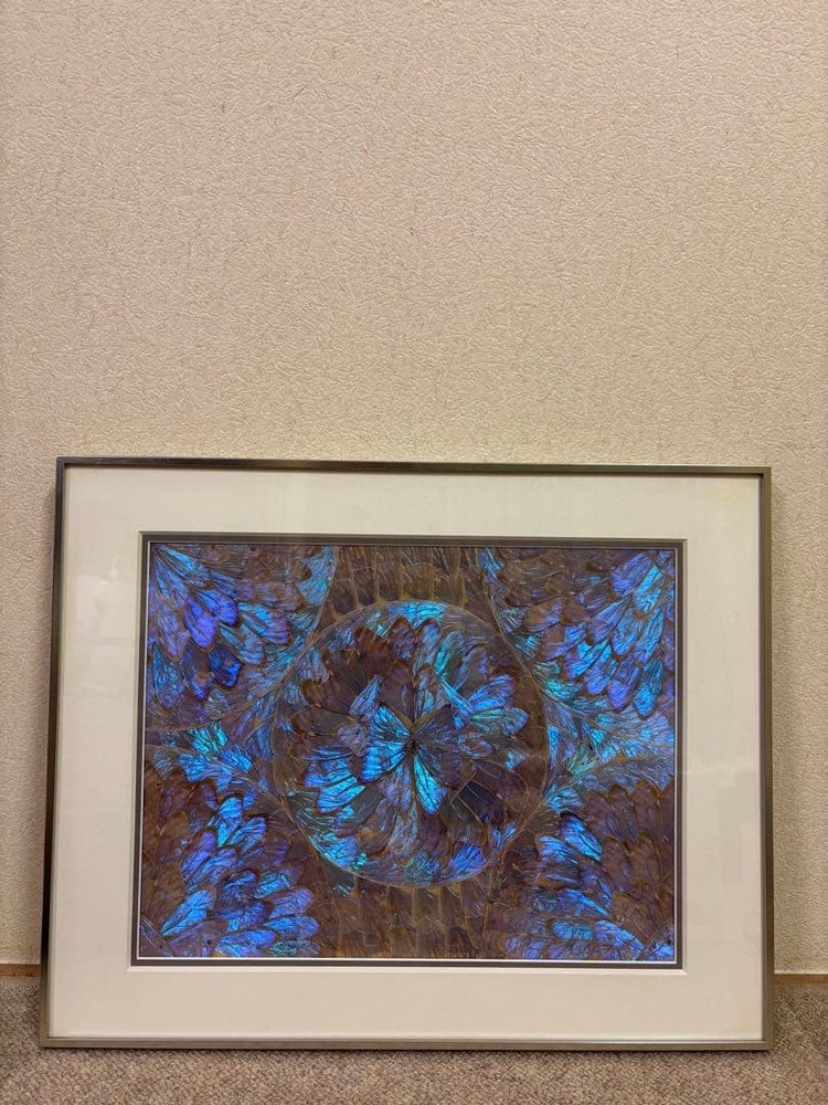 Morpho butterfly specimen silver frame