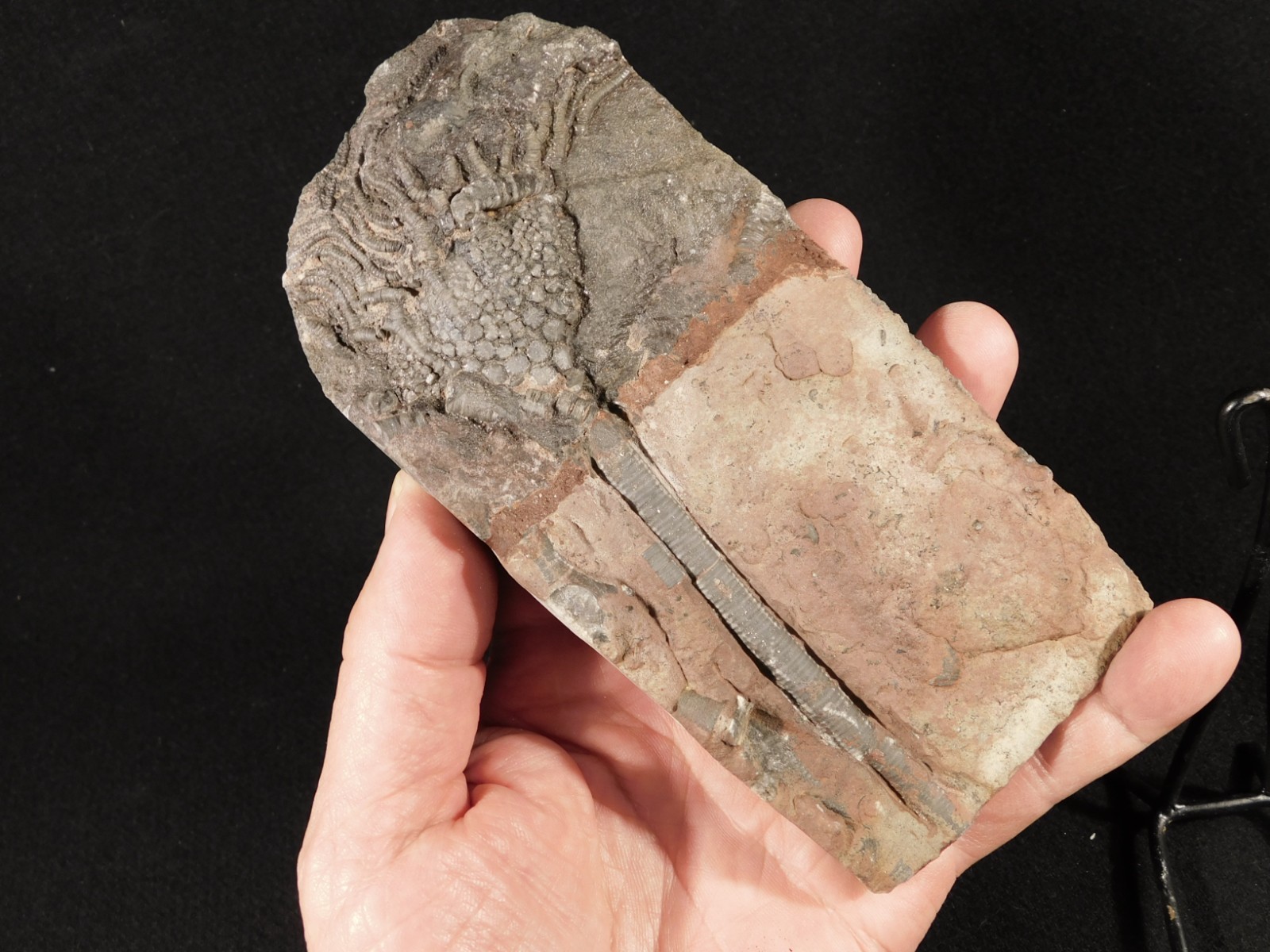 430 Million Year Old! CRINOID Fossil or Sea LILY Fossil Morocco 384gr