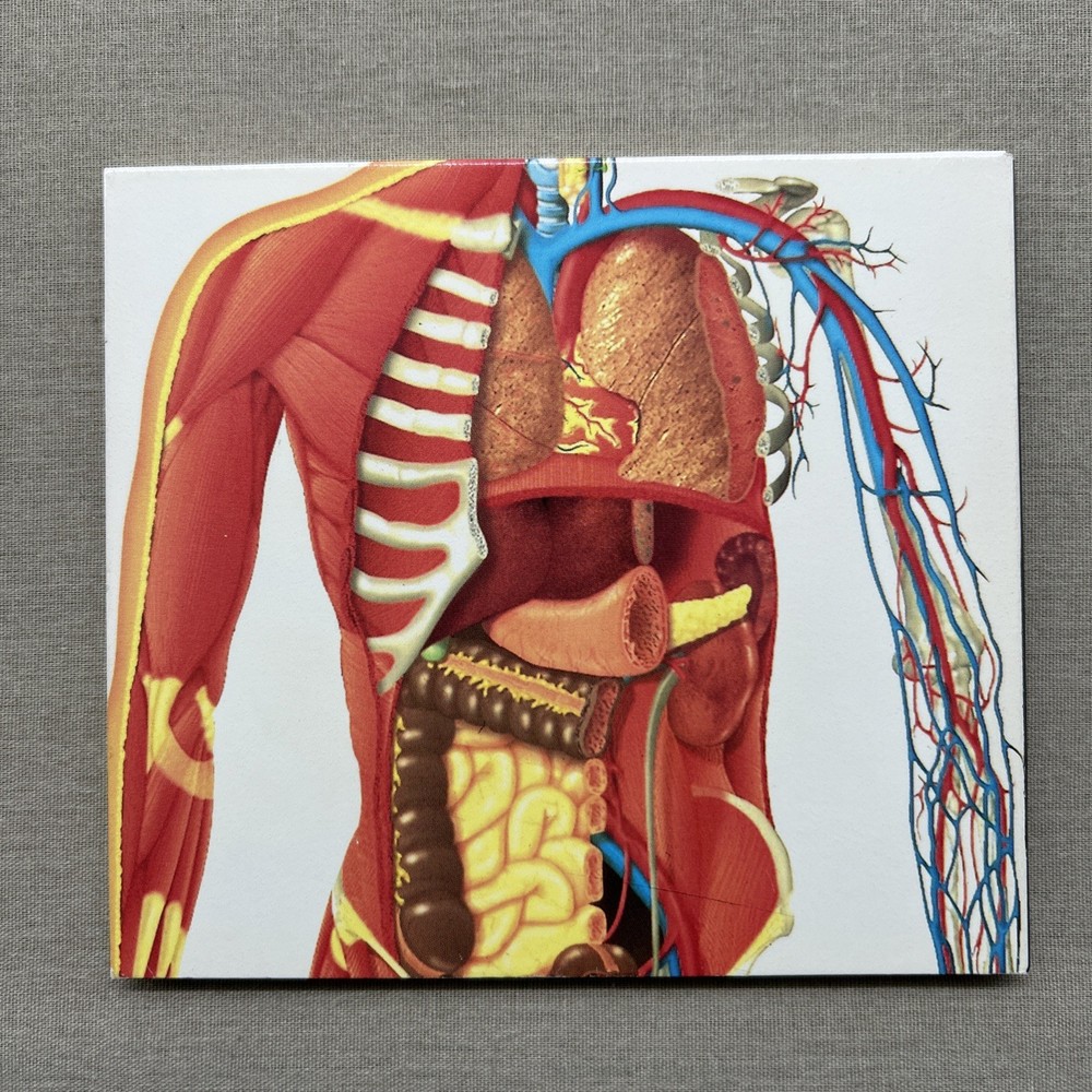DK The Ultimate Human Body (CD-ROM 1994 PC) Multimedia Guide How It Works Window