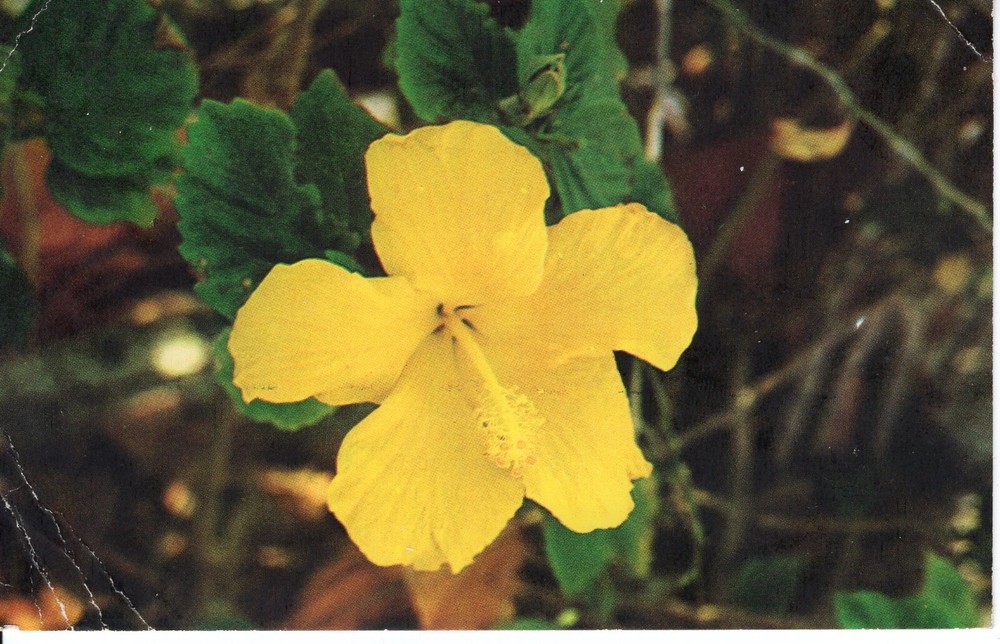 YELLOW FLOWER  - PC1940