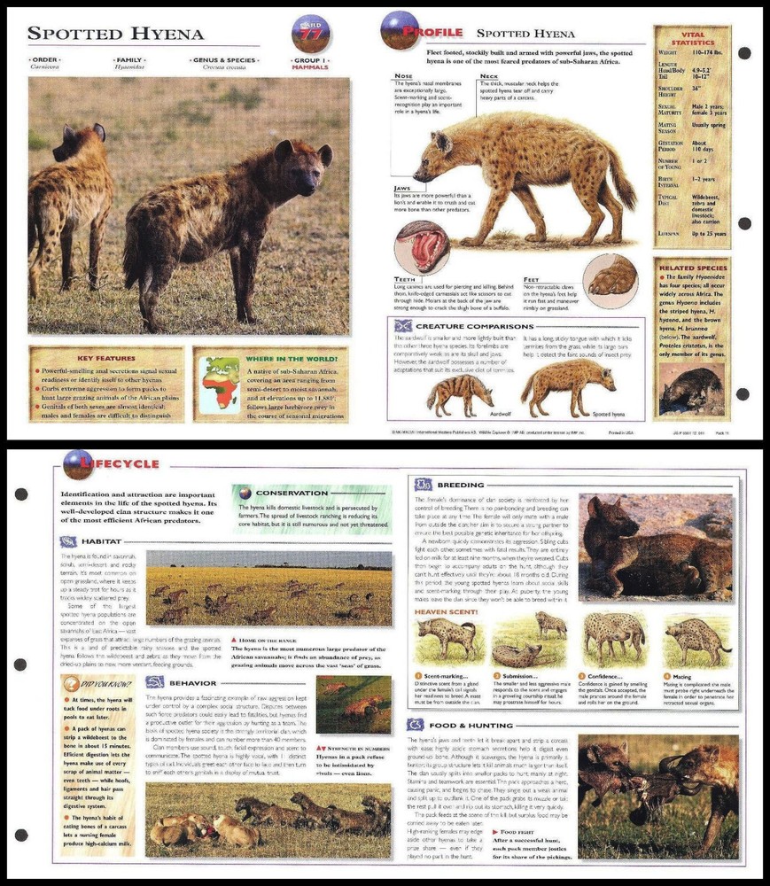 Fold-Out Sheet - Spotted Hyena - 77