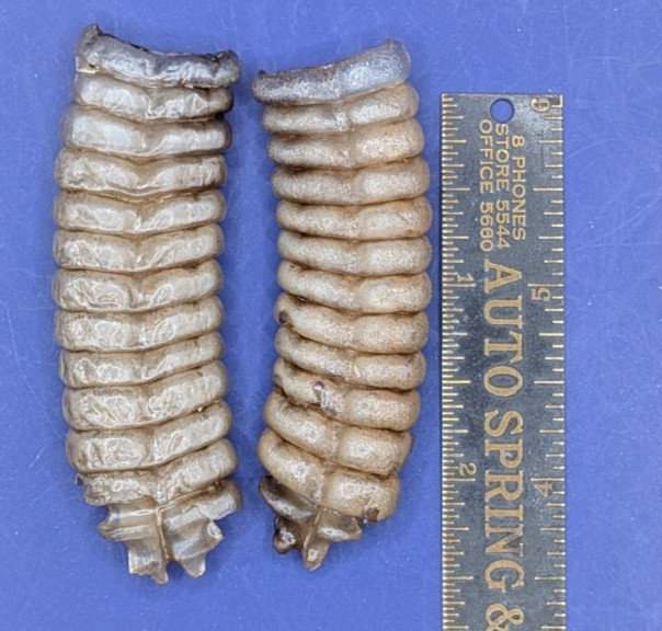 2 Nice Very Large Western Diamondback Rattlesnake Rattle #264-6