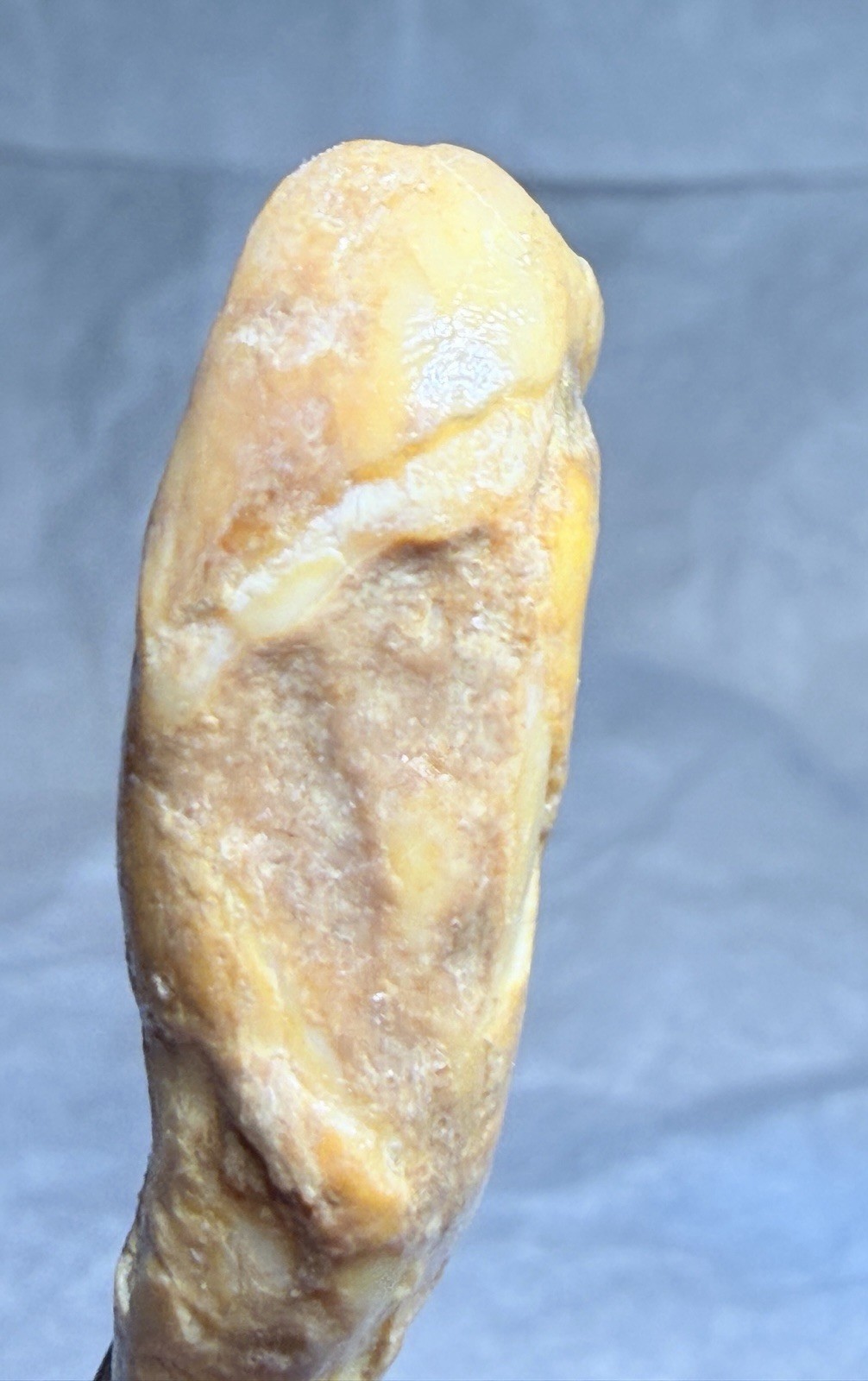 Ursus Spelaeus Fantastic 2” Romanian Cave Bear Canine Tooth Fossil, Talisman✨🔥