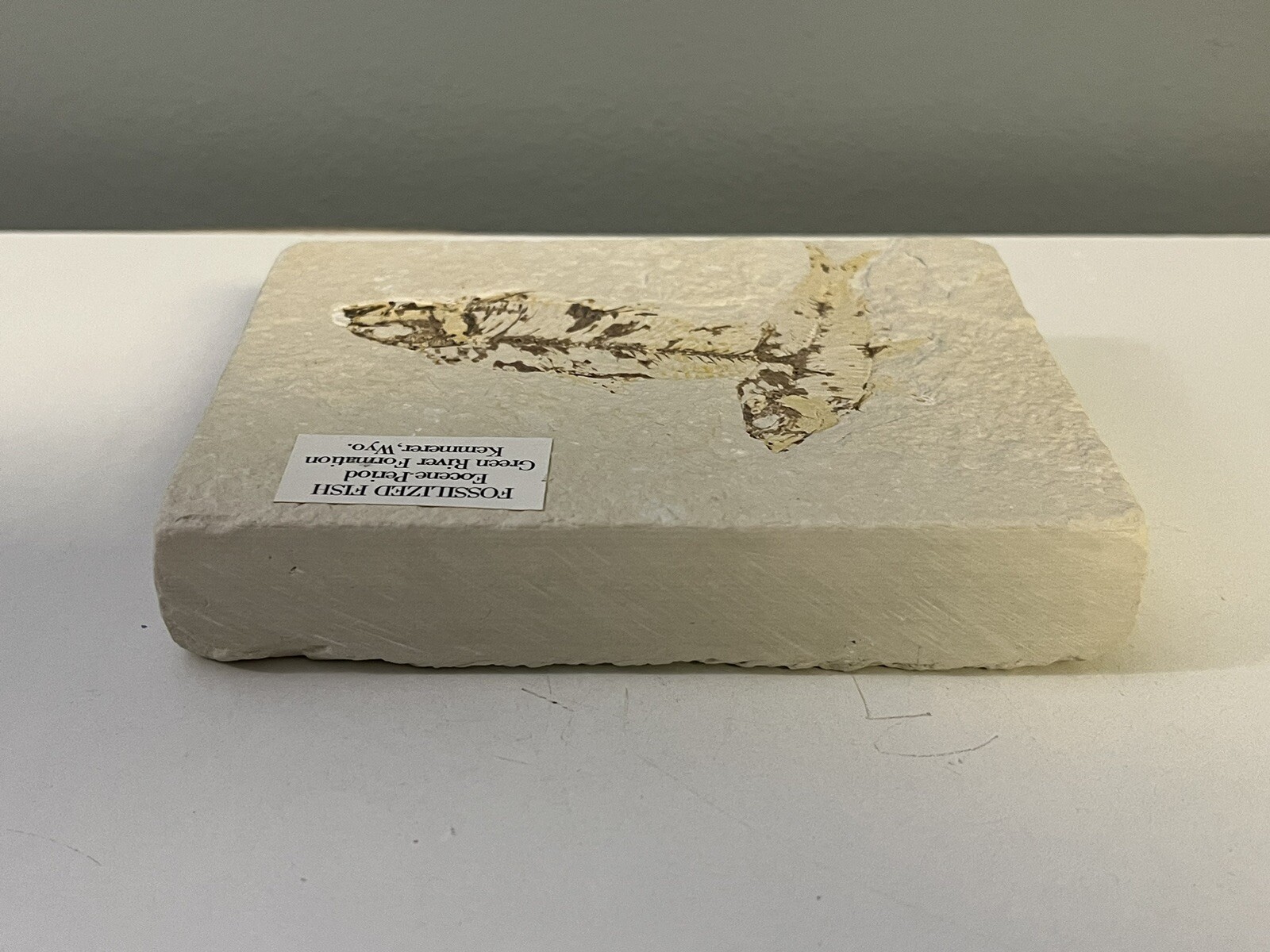 Fossil Fish Eocene Period - Green River Formation Kemmerer Wyoming Double Fossil