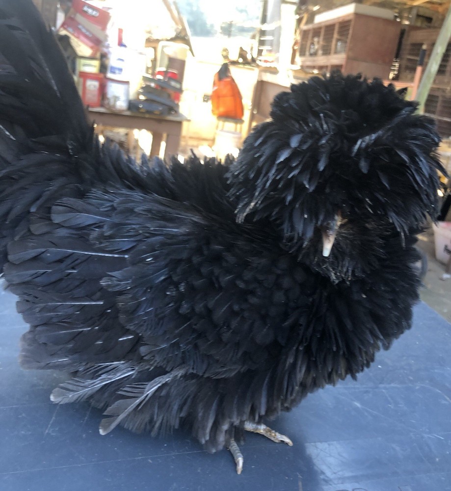 Polish Frizzle Hatching Eggs 15+ NPIP