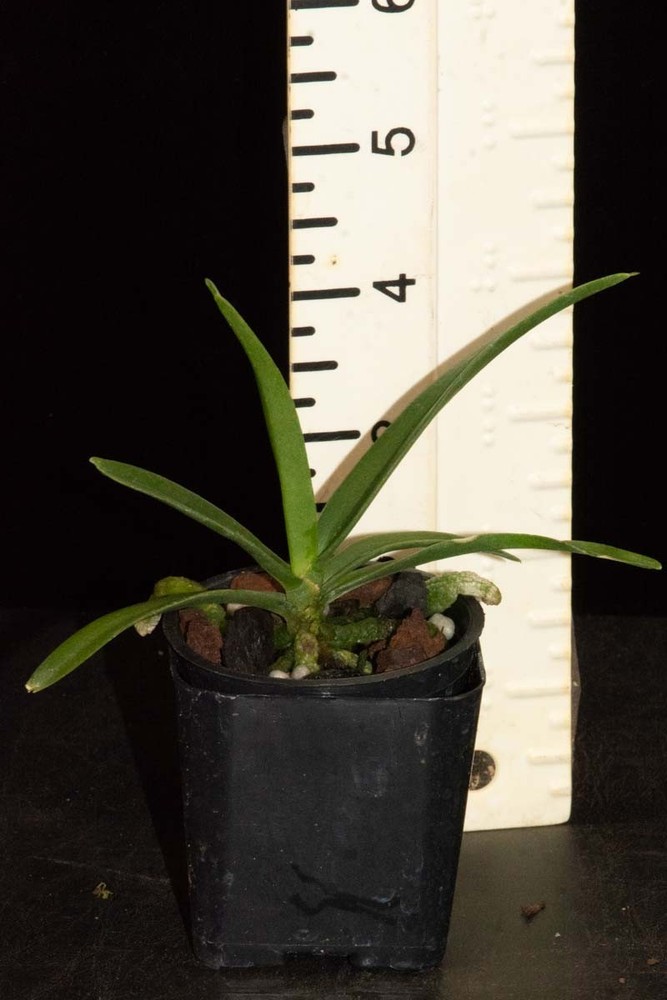Angraecum elephantinum