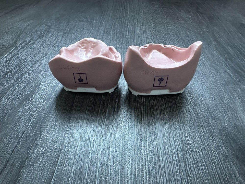 Bone models Edentulous Jaw Base Set