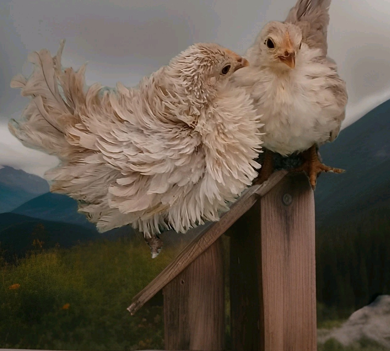 5+ Micro To Size A & B 100% Pure Serama Hatching Eggs Malaysian And Traditional