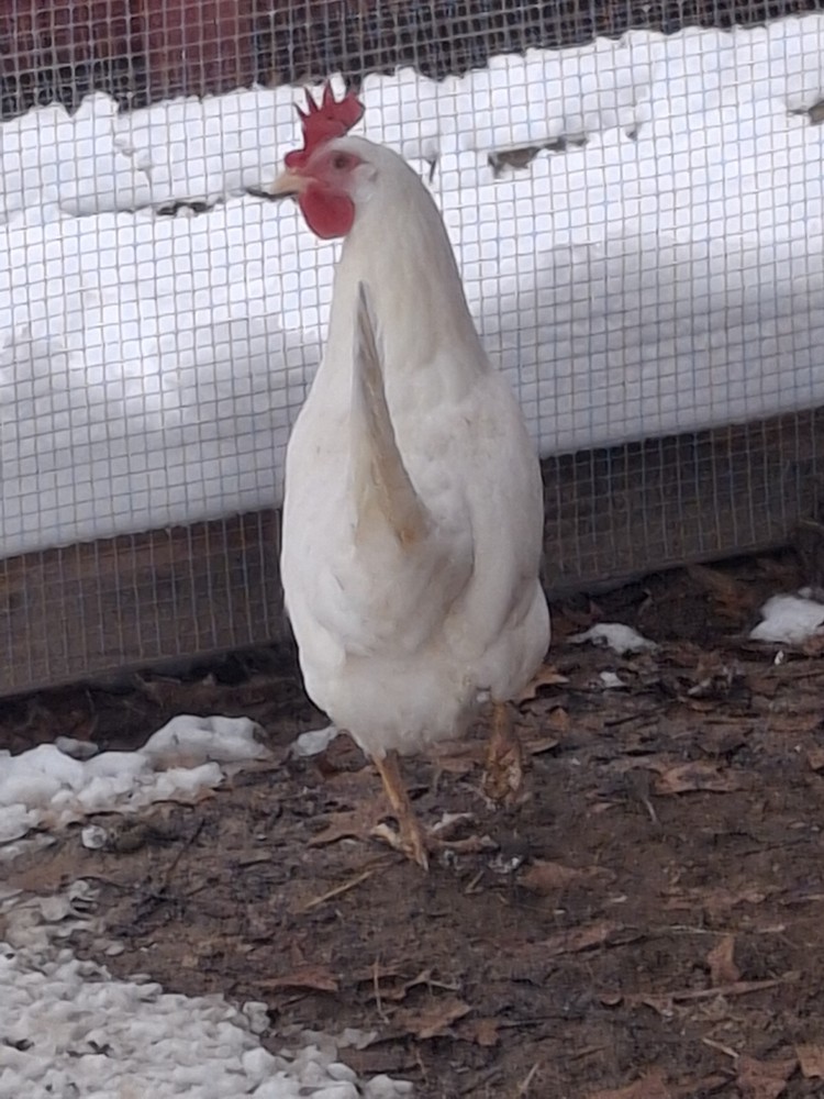 2 Dozen White Leghorns - Hatching Eggs NPIP/AI cert