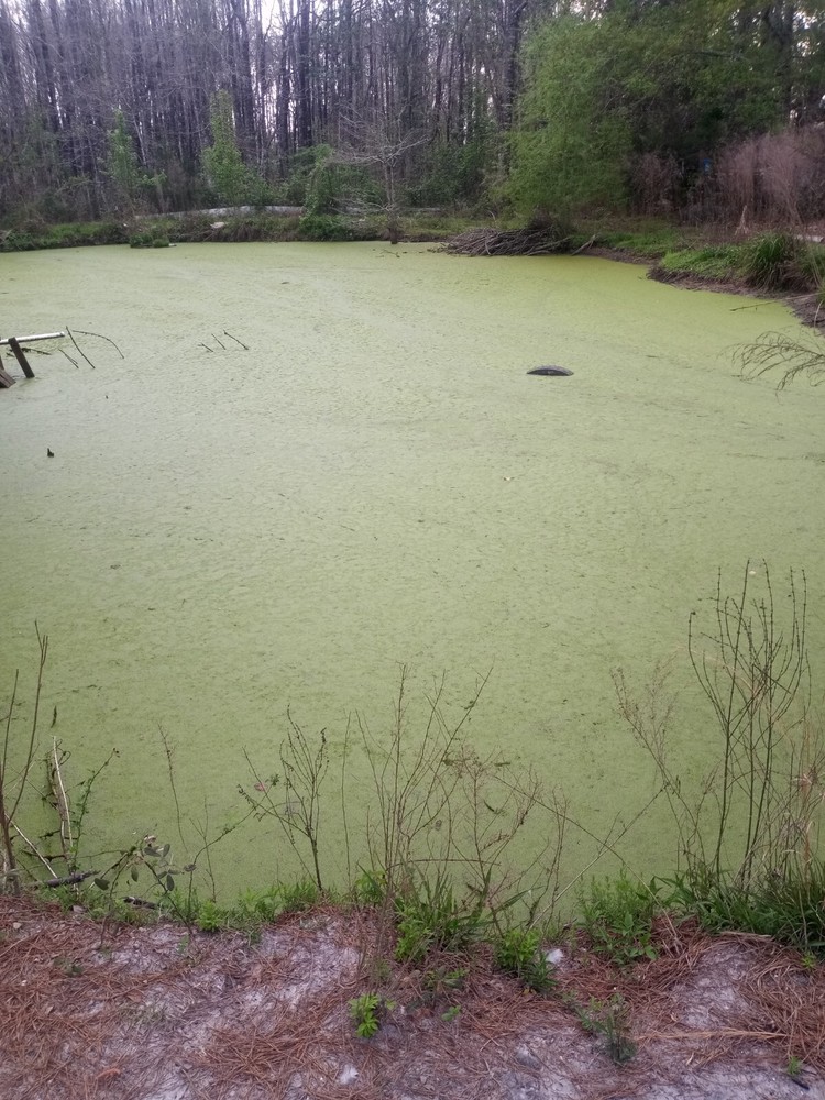 5 pounds, Duckweed- Super LARGE Quantity